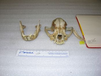 Media type: image;   Mammalogy 19745